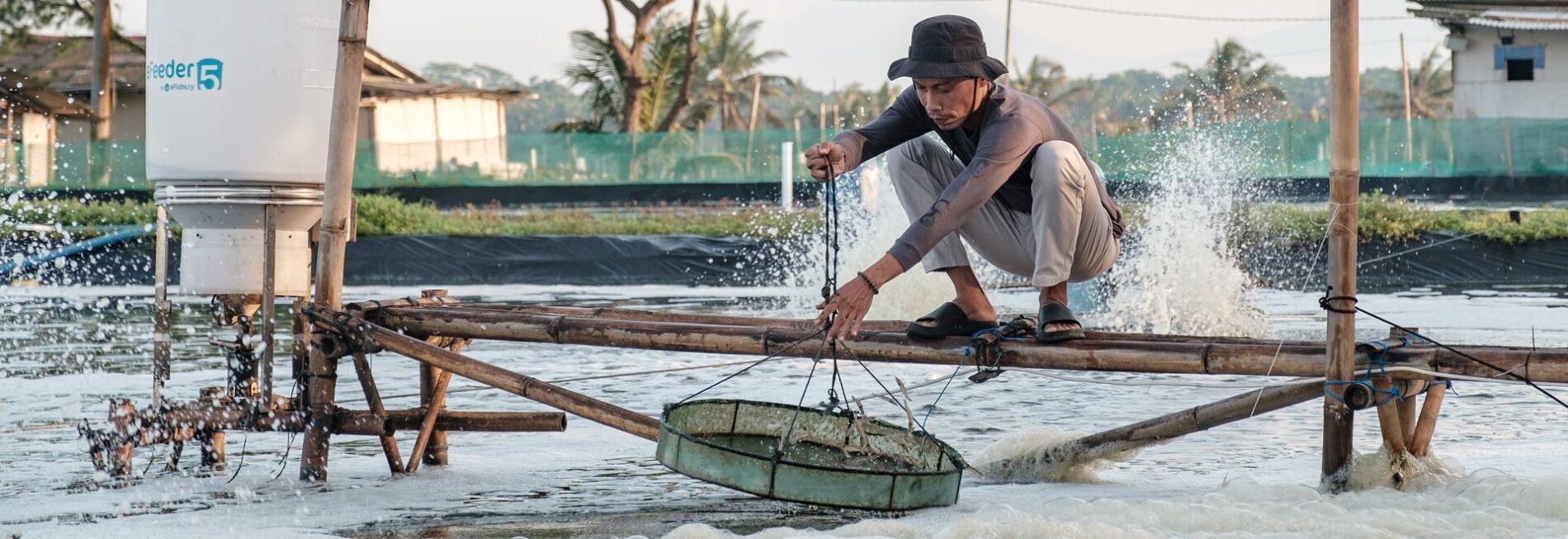 Man in a hat squatting on a wooden plank over a pond hauling a catch of shrimp