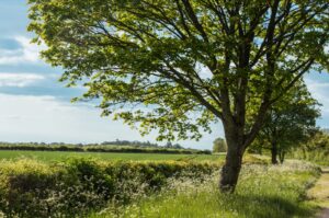 tree in a field